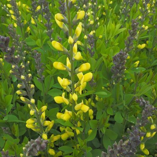 Yellow blooms with gray-purple buds and  green leaves with dark-green stalk.
