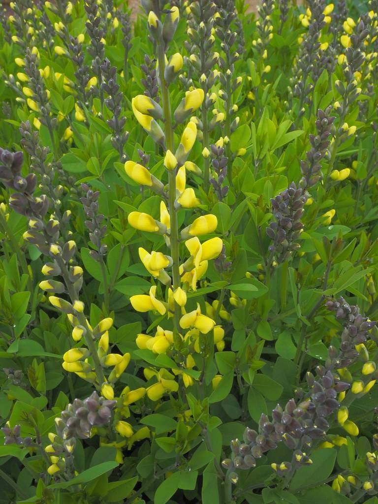 Yellow blooms with gray-purple buds and  green leaves with dark-green stalk.