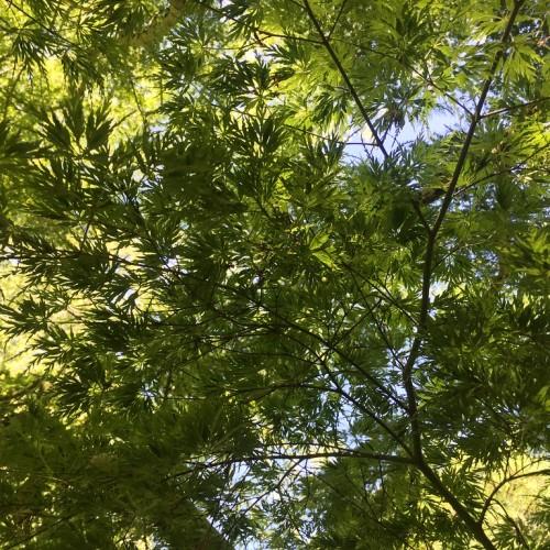 tree with green leaves on green stems leading out of brown branches,  seen from beneath. 