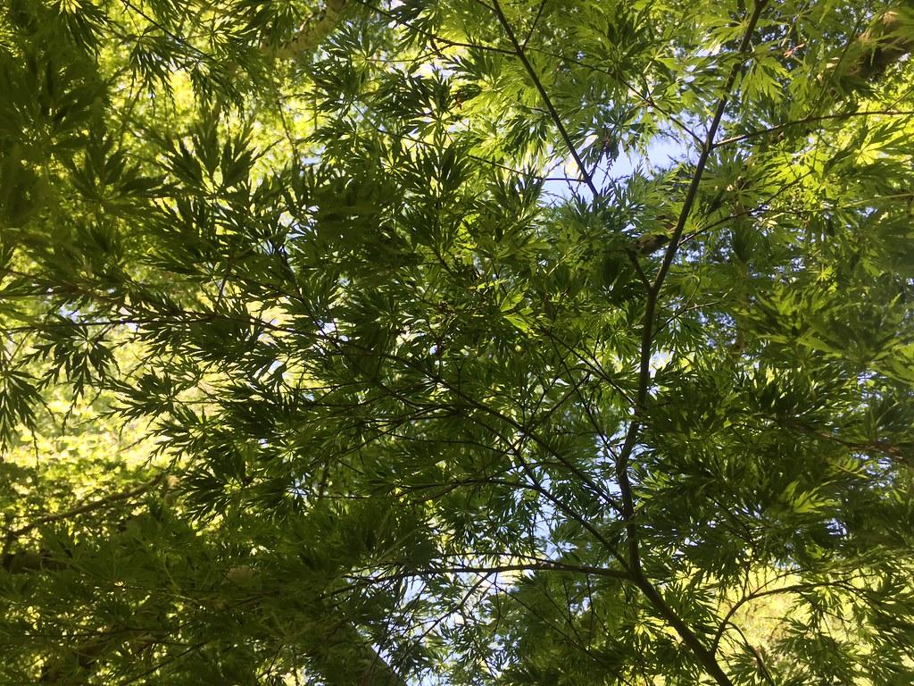 tree with green leaves on green stems leading out of brown branches,  seen from beneath. 