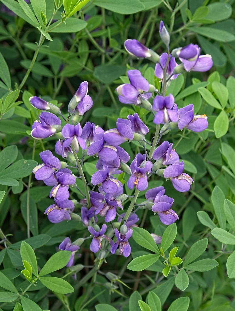 Purple-white flowers and green leaves on gray-green stem.
