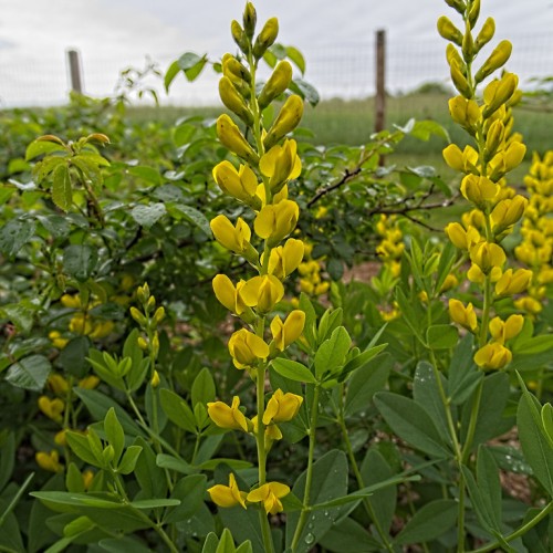 Dark-yellow flower with buds, yellow-lime sepals and pedicel, green stem and leaves.