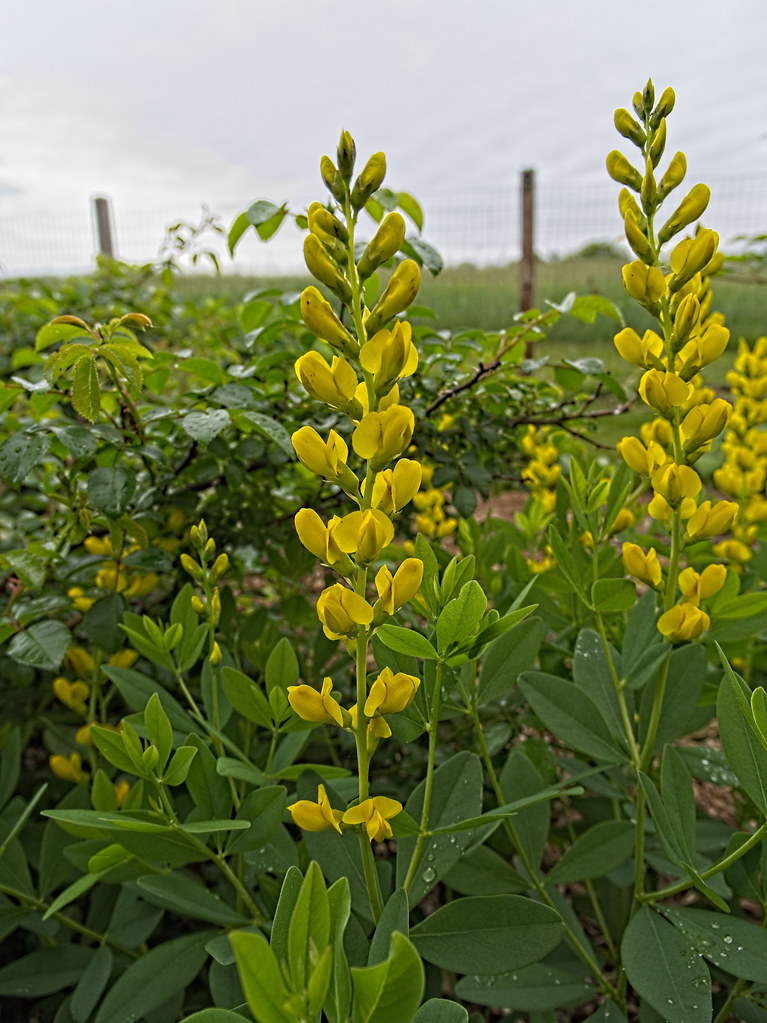 Vibrant yellow-green flowers and green leaves on lime-green stems.