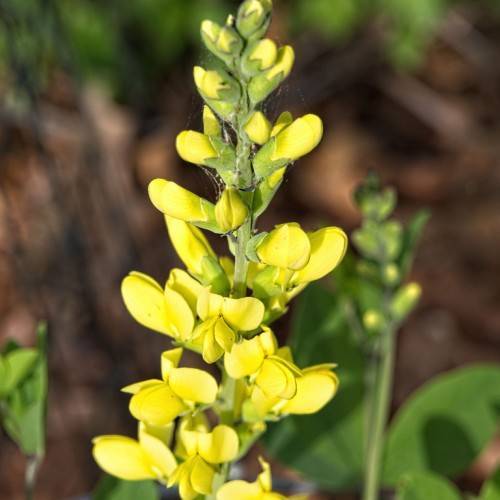 Bright yellow flowers and green foliage on green stems.