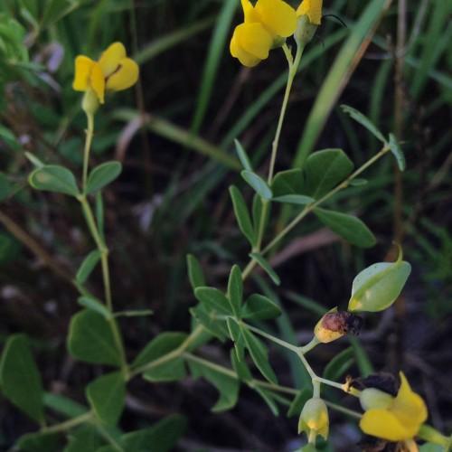 Yellow flower with lime buds, sepals and stems, green leaves, yellow midrib and blades.