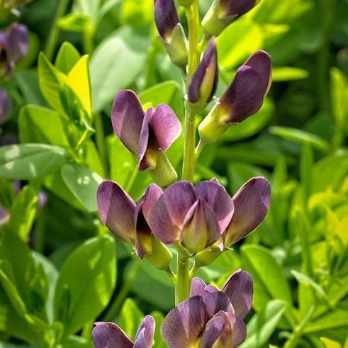 Purple-yellow flowers against green leaves on lime-green stems.