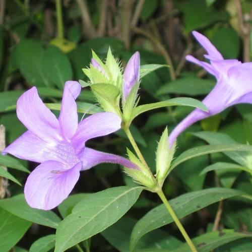 Purple flowers and dark-green leaves on a lime-green stem.