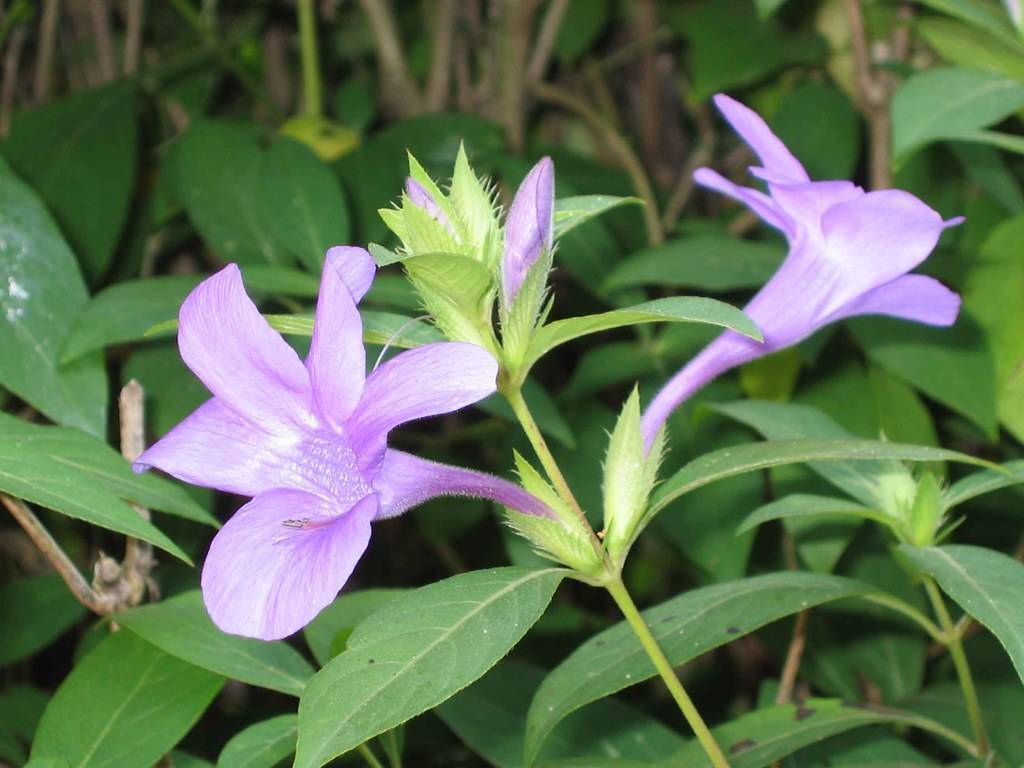 Purple flowers and dark-green leaves on a lime-green stem.