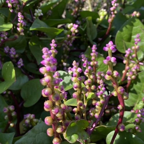 Purple-lime buds with lime-burgundy stems and green leaves.