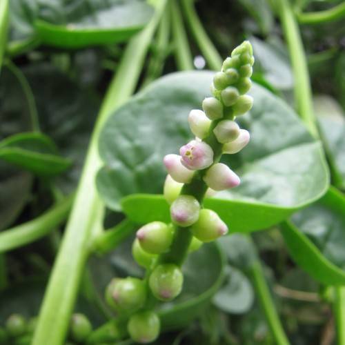 Green stalk with green leaves and pink-white-green blooms.