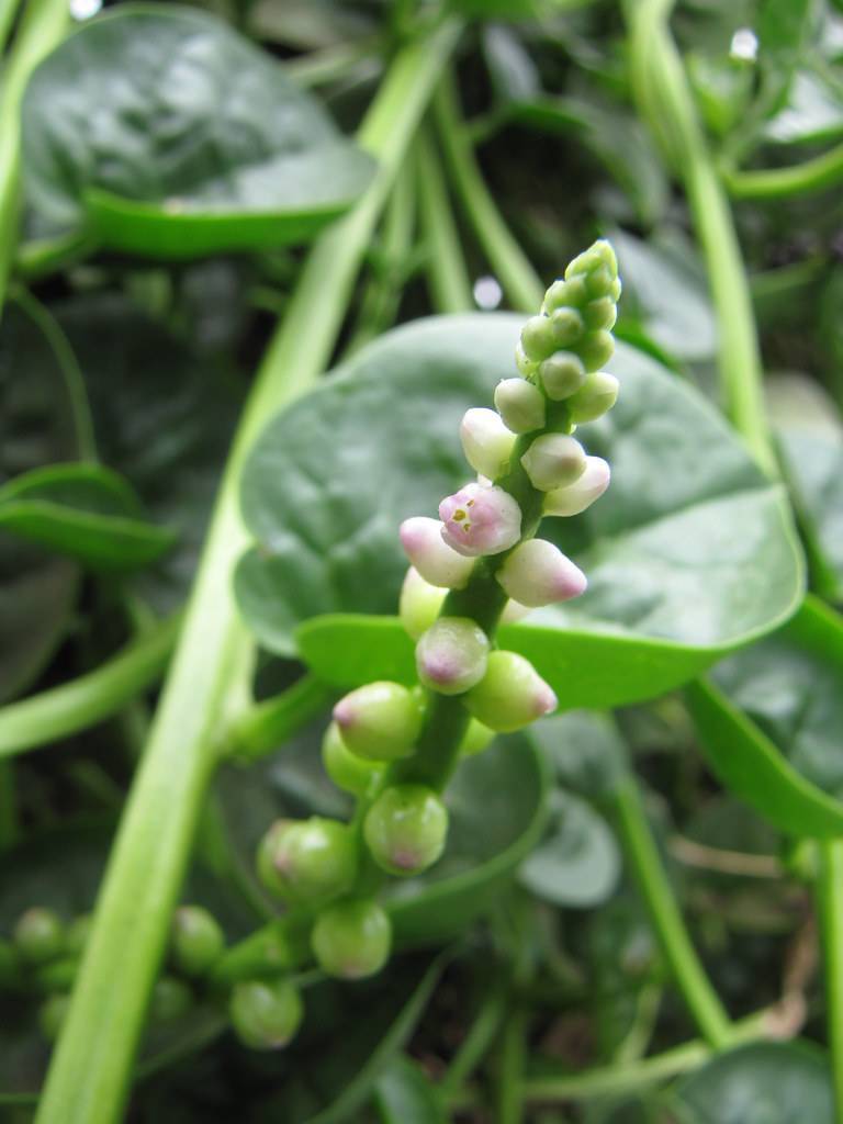 Green stalk with green leaves and  pink-white-green blooms.
