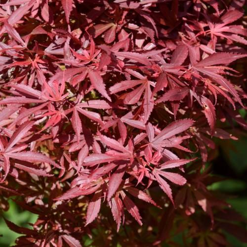 red leaves with red stems