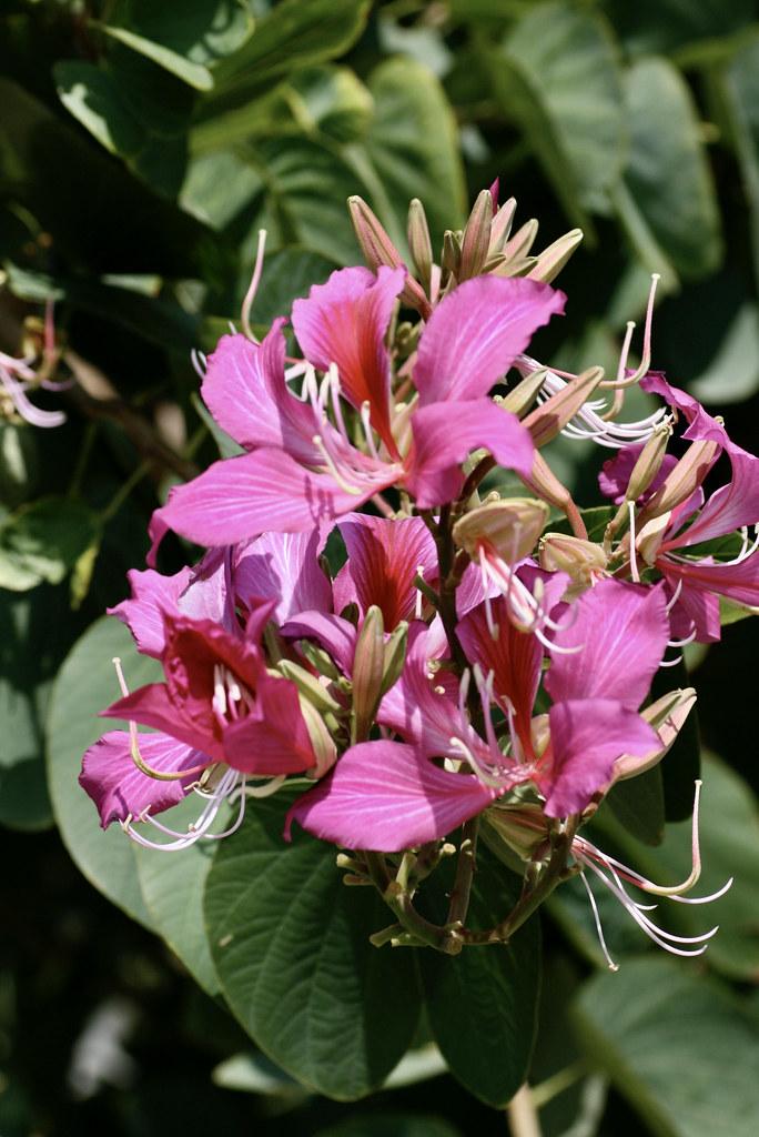 Magenta flower with magenta-green buds, white stigma, pink-beige  style, beige  anthers, pink-white filaments, and green leaves.