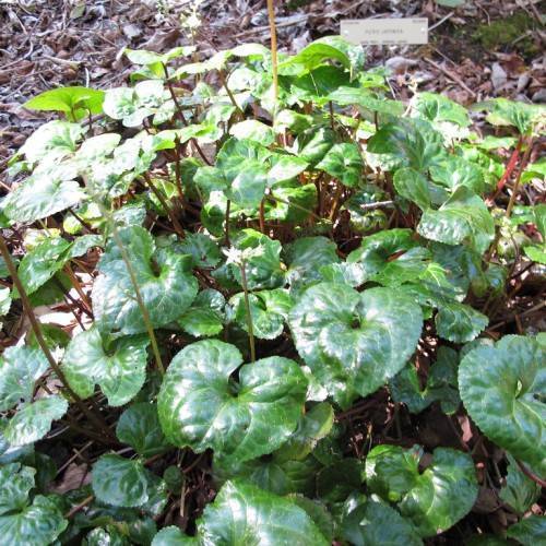 Red-green stalks with dark-green, leaves.