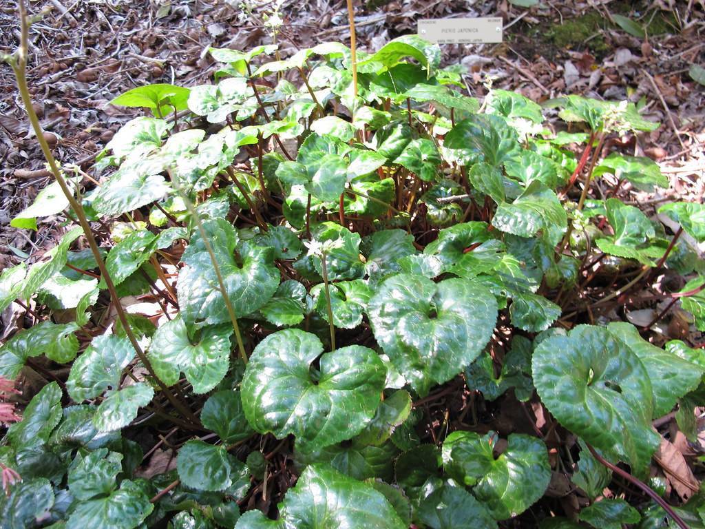 Red-green stalks with dark-green,  leaves.