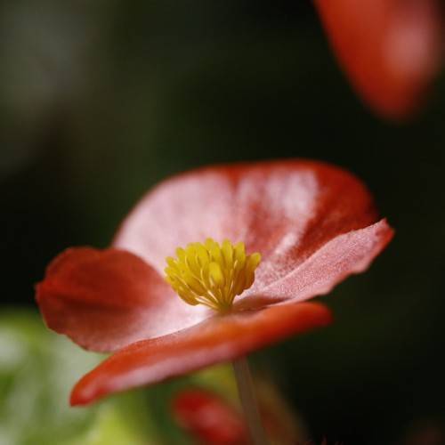 Bright-red flower having yellow anthers on a green stalk.