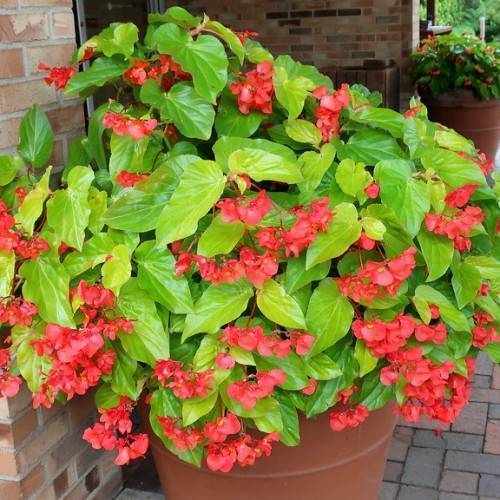 Pink-red flowers and green leaves on maroon stems.