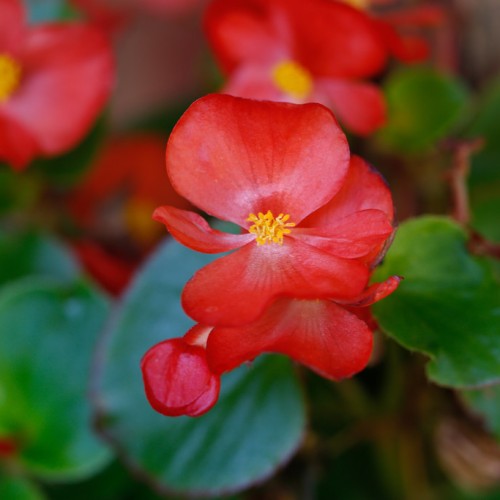 Red-white flowers with yellow stamen and green leaves.