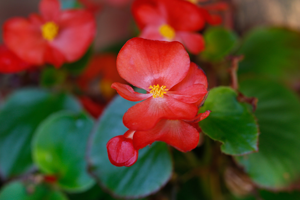 Bright-red flowers having yellow stamens and green leaves.