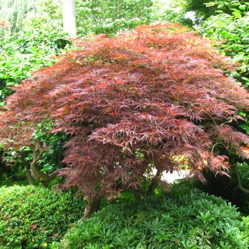 pink-green leaves with brown branches and trunk