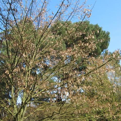 A tree with yellow-brown leaves growing out of green-brown branches and having a strong green-brown trunk.