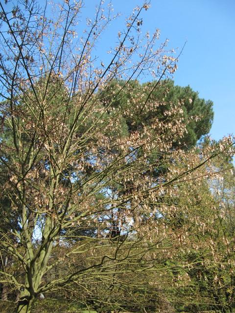 A tree with yellow-brown leaves growing out of green-brown branches and having a strong green-brown trunk. 