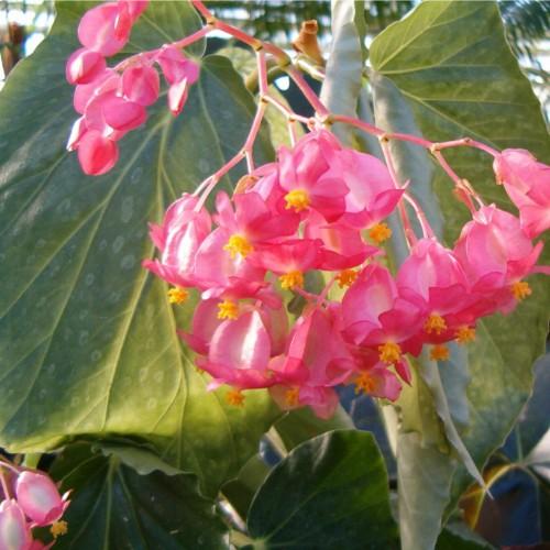 Pink flower with stems, orange anthers, green leaves, yellow midrib and veins.