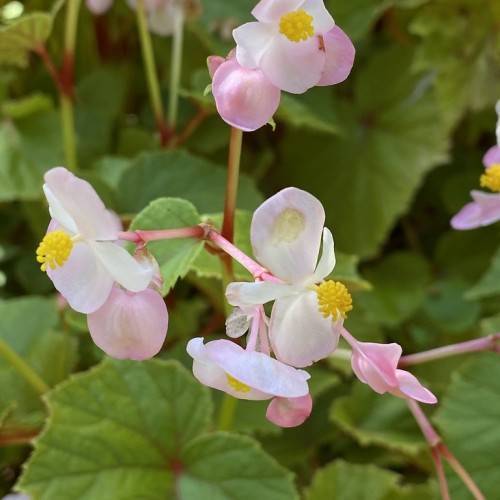 Pink-white flowers having yellow stamens and green leaves on a green-red stem.