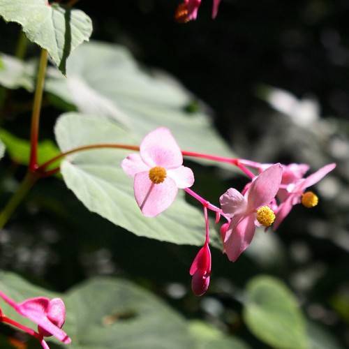 Pink-green stalks with pink flowers and green leaves and a yellow anthers.