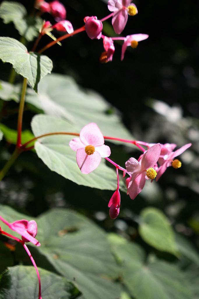 Pink-green stalks with pink flowers and green leaves and a yellow anthers.