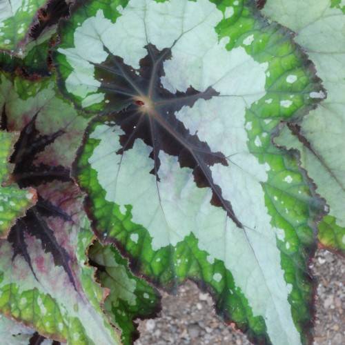green-black leaves