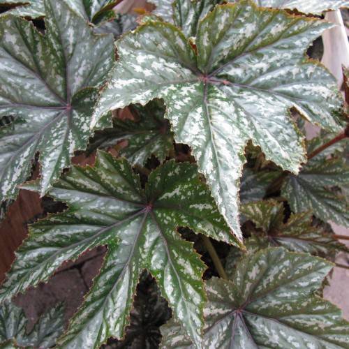 Mint-green-creamy leaves with maroon midribs on green-brown stem.