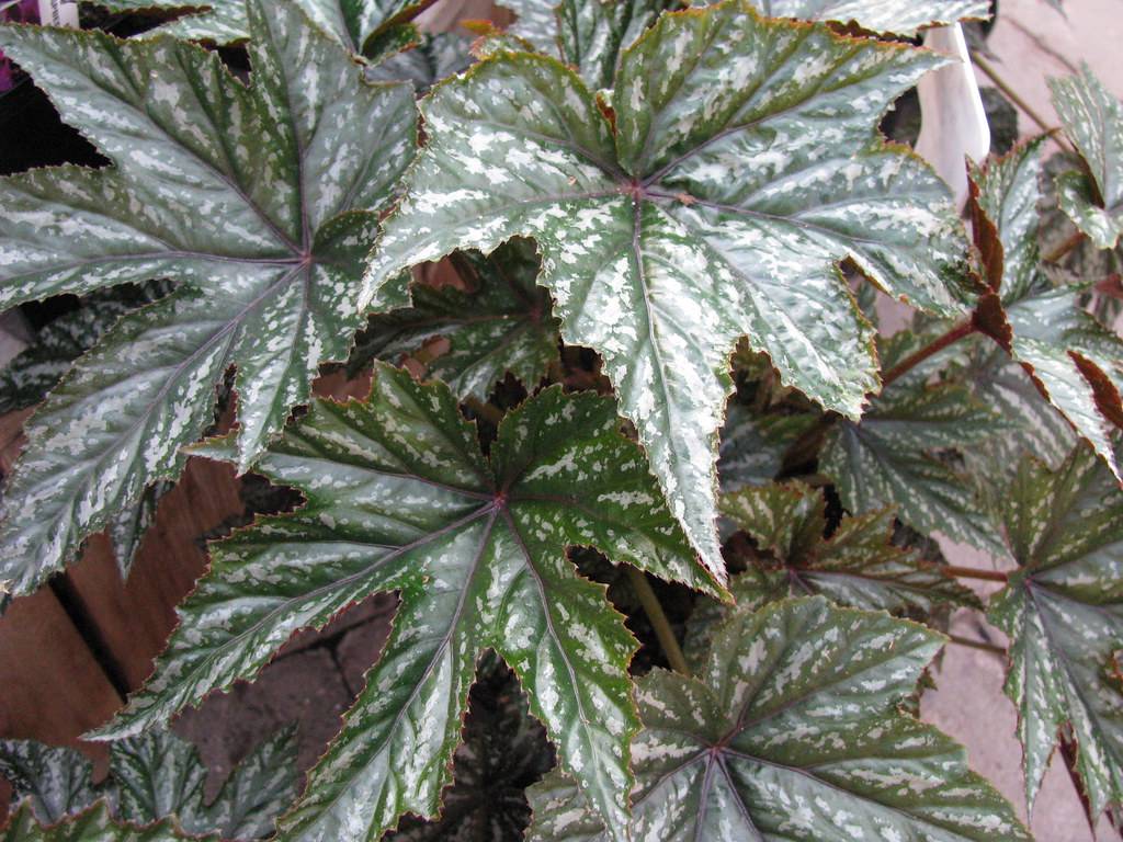 Mint-green-creamy leaves with maroon midribs on green-brown stem.