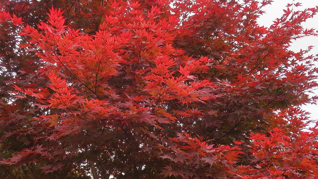 red leaves with red-brown branches