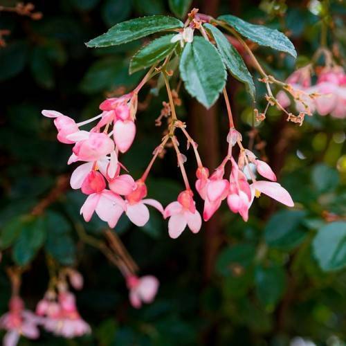 Green leaves and hanging on pink-white flowers on green-pink stalks.