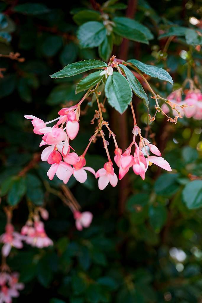 Green leaves and hanging on pink-white flowers on green-pink stalks.