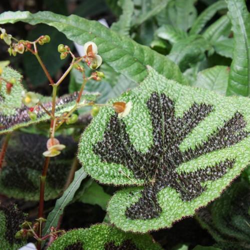 White flower with yellow center, magenta petiole burgundy-lime stems and buds, green-black leaves .