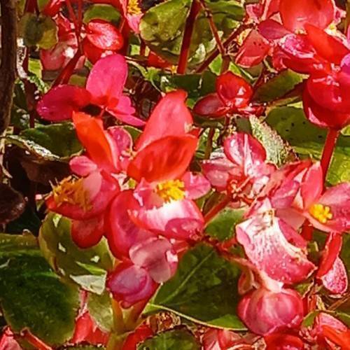 Green leaves and pink-red flowers, yellow stamens on red stalks.