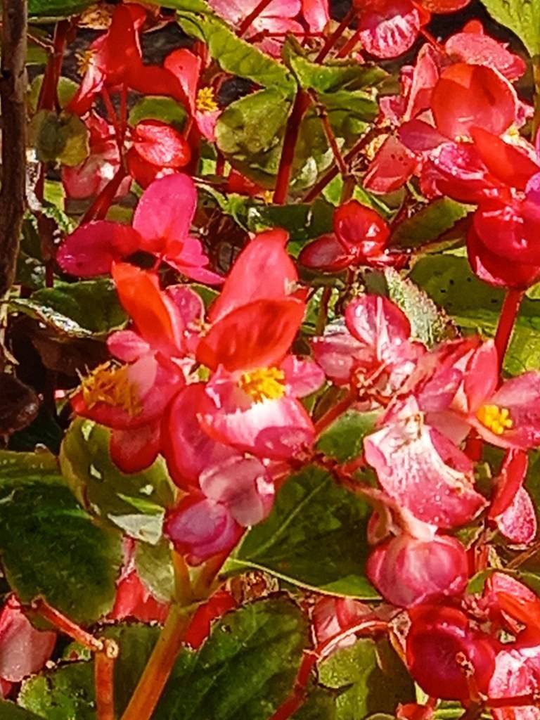 Green leaves and pink-red flowers, yellow stamens on red stalks.