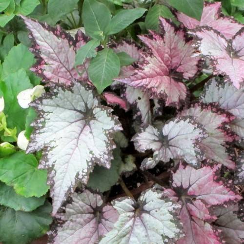 Green-white-pink-purple, foliage and green stems.