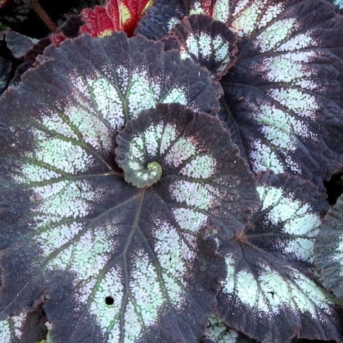 Black-white leaves with green-white midrib and veins, and red-white blades.