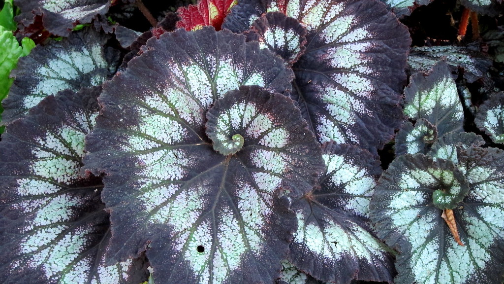 Dark-purple-green leaves.