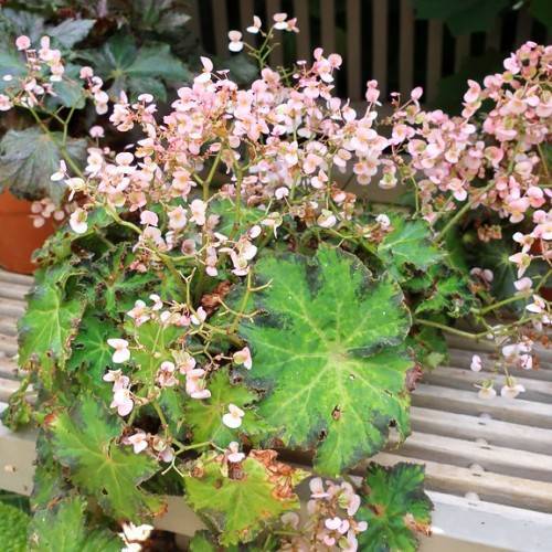 Green-maroon leaves and pink-white flowers.