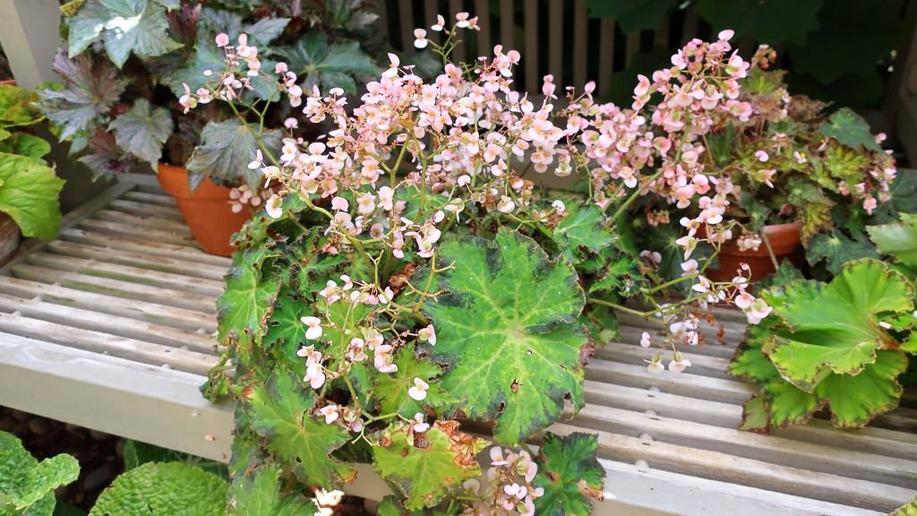 Green-maroon leaves and pink-white flowers.