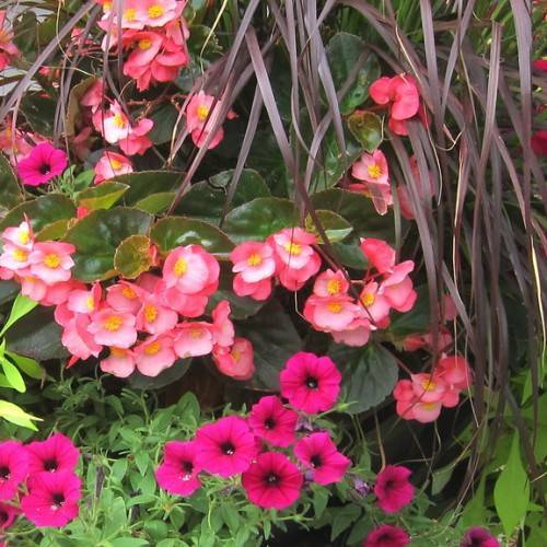 Green leaves and pink-red-white flowers with a yellow stamens held above the green foliage.