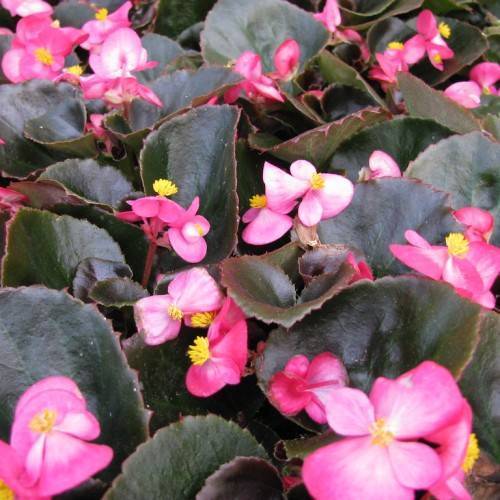 Deep pink-white flowers and yellow stamens and dark-green leaves.