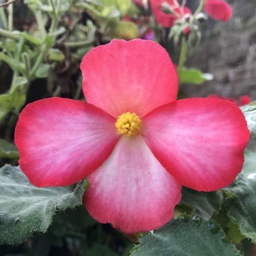Bright-red-pink flower with yellow stamens and gray-green leaves at the base.