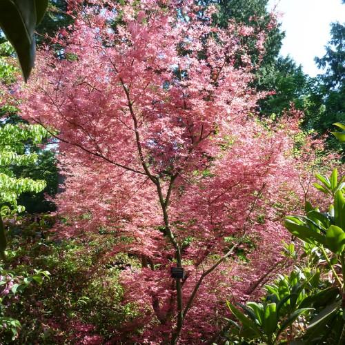 tree with pink-crimson leaves growing on brown branch with brown trunk.