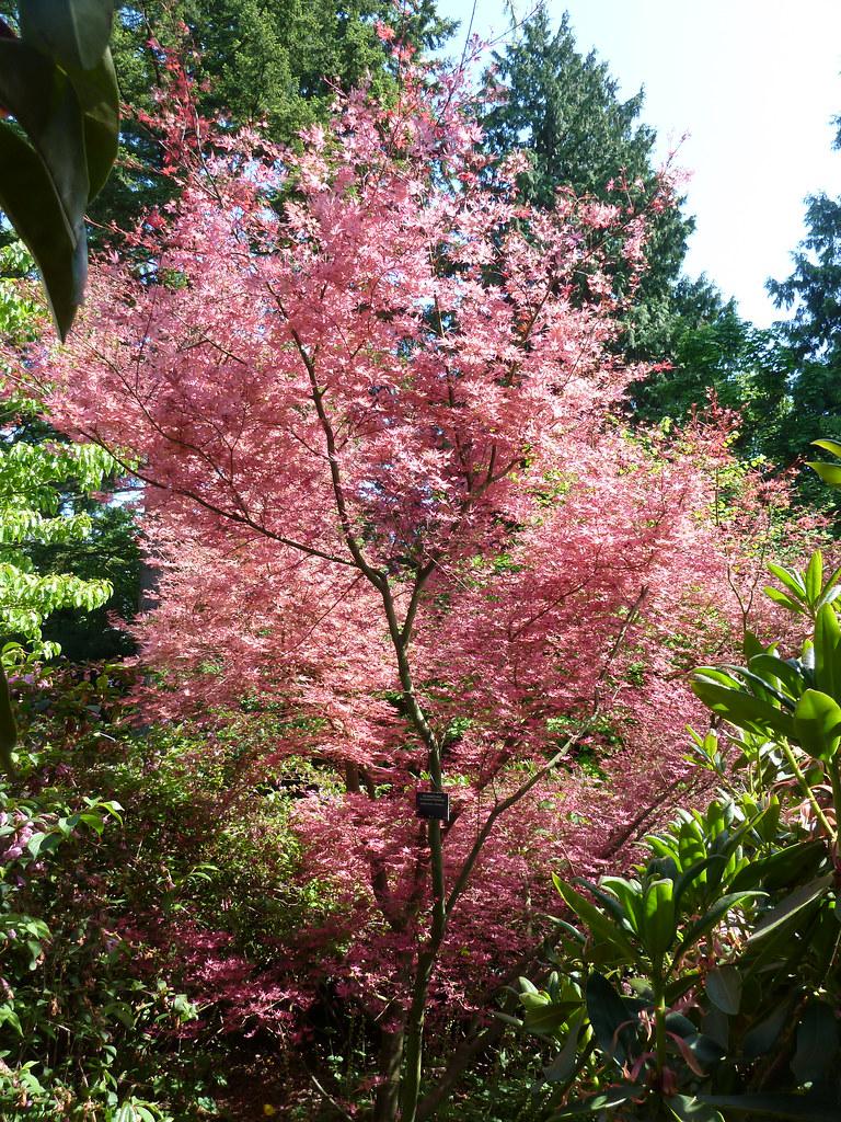 tree with pink-crimson leaves growing on brown branch with brown trunk. 

