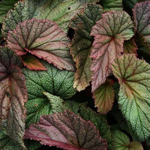 Dark-green-pink leaves with a pink-green midribs.